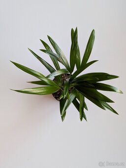 Dypsis Lutescens, Areca, Zlatá palma - 2