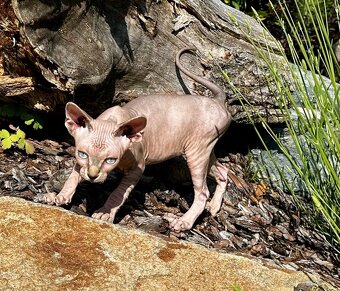 Kanadská Sphynx - 2