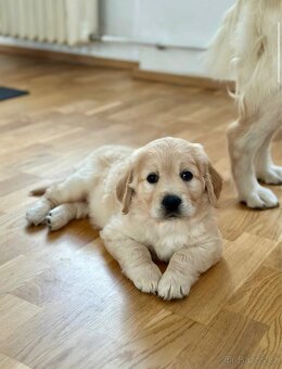 Zlaty retriver, Golden retriver štěňata s PP - 2