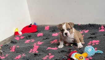 American Bully pocket - 2