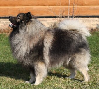 Německý špic vlčí/keeshond s PP - 2