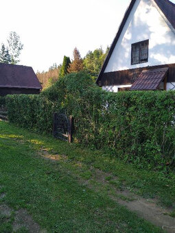 Ptačí zob, ligustrum na živý plot, sazenice - 2