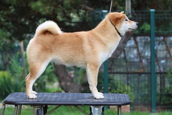 Shiba Inu s PP FCI - 2