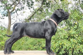 Cane Corso s PP (FCI) - 2