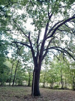 Jeřáb oskeruše zahrada - potok - 2