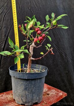 Bonsai, Bonsaj, yamadori - Okrasna kvetouci jablon 1 - 2