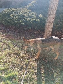 Daruji fenku německý ovčák kříženka - 2