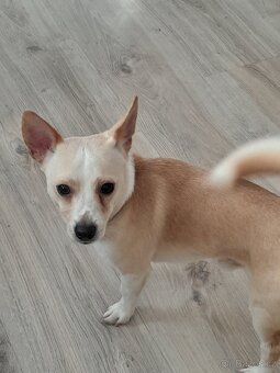 Prodám roční stěně - 2