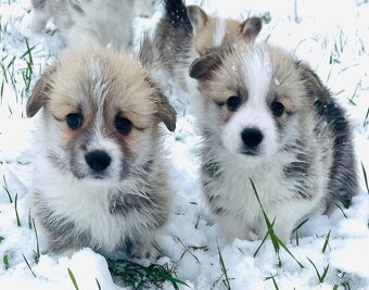 Welsh corgi pembroke s PP (FCI) - 2