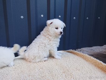 Štěňata-Německý špic střední - 2