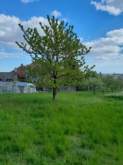 Louka na seno/trávu - 2