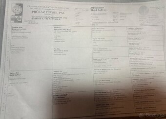 Štěně čivava - 2