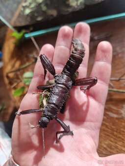 Strašilka ostrohatá - 2