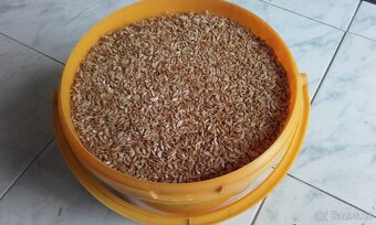 Prodám gammarus - 2