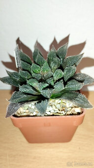 Haworthia "Tenac" - 2