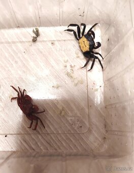 Krab Geossesarma - 2