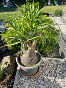 Mateční rostlina Yucca - stáří 40 let - 2