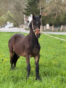 Prodám hřebce Welsh cob D - PŘÍZNIVÁ CENA - 2