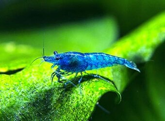 Neocaridina Blue Dream - 2
