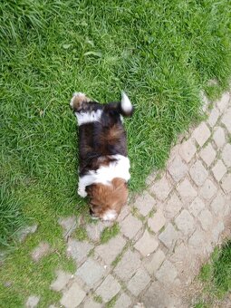 Shih-tzu, shi tzu, šicu štěně štěňátka - 2