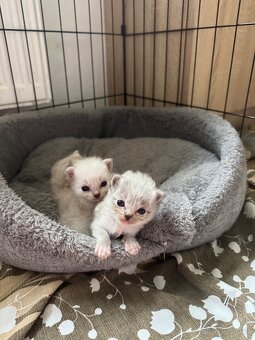 Ragdoll koťátka - 2