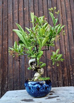 Bonsai, Bonsaj - Evonymus 1 - 2