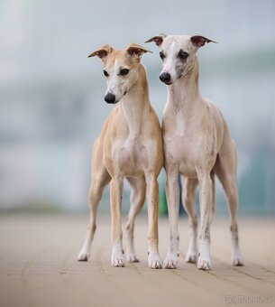 Whippet s PP - 2