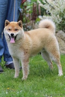 Shiba Inu s PP FCI - 2