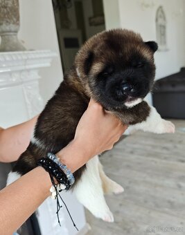 Akita americka - 2