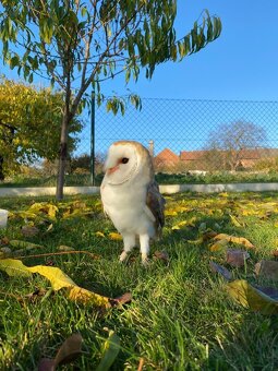 Sova pálená (Tyto alba) biela forma - 2