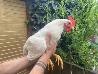 Letošní kohoutci - plemene Leghorn - 2