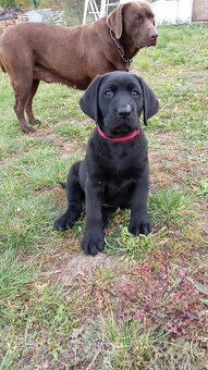 Predám krásne šteniatka labradora - 2