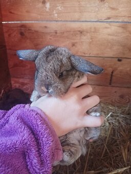 Prodám zakrslé králíčky beránka - 2