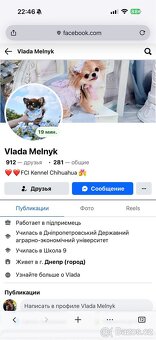 Čivava holčička - 2