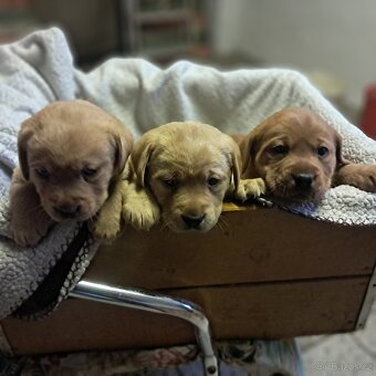 Labradorský retriever s PP - 2