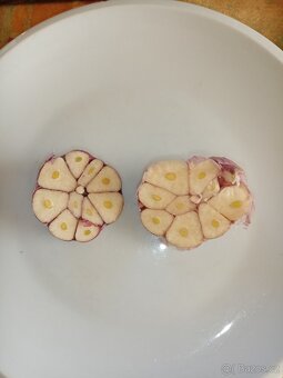 Česnek II. Jakost - 2