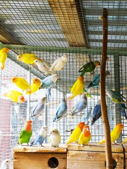 Agapornis ružohrdly - 2