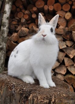 Králičí holčička - 2