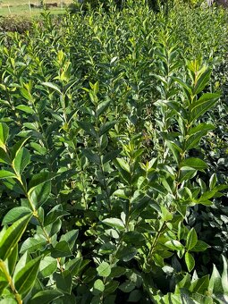 Ptačí zob neopadavý 80-120 cm/2L - 2