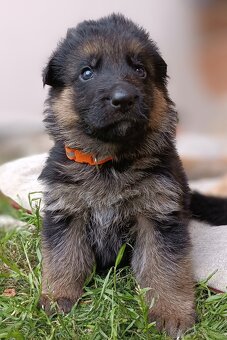 Německý ovčák s PP pejsek - 2