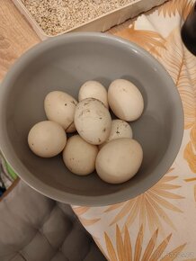Prodej násadových vajec - 2