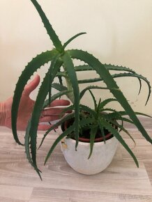 Aloe Vera 2 - pokojová rostlina - 2