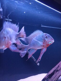 Geophagus altifrons - 2