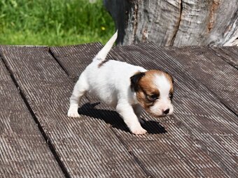 Jack Russell teriér s PP - fenka RESERVED - 2