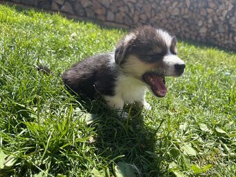 Welsh Corgi Pembroke - 2