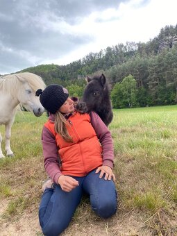 shetland pony s PP - 2