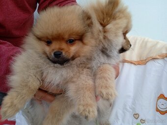 POMERANIAN - 2