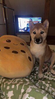 Shiba Inu - 2