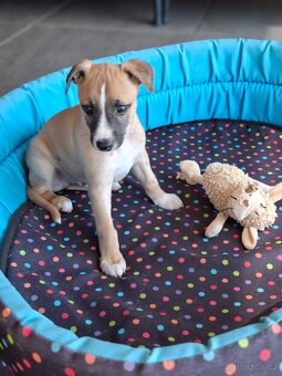 vipet/whippet štěňátka - 2