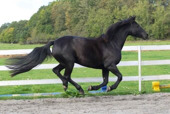 Klisna barock pinto - 2